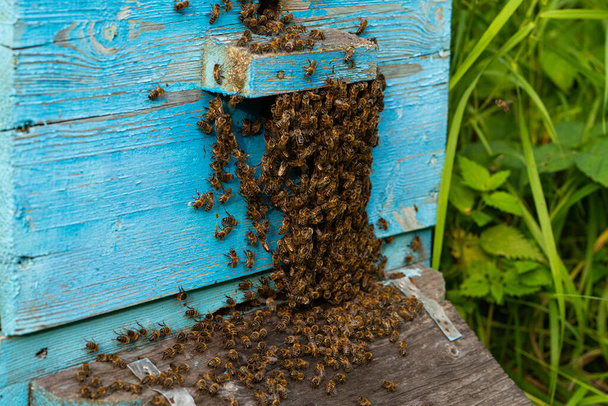 méhrajok, kaptáron felhalmozódva - Fotó, kép