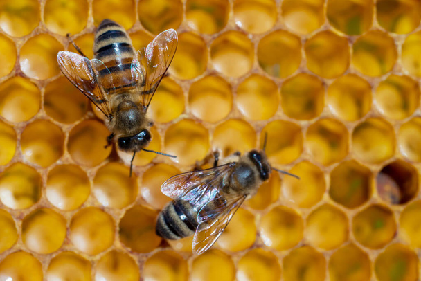 Bal peteği üzerinde çalışan arılara yakın çekim. Arıcılık ve bal üretim imajı - Fotoğraf, Görsel