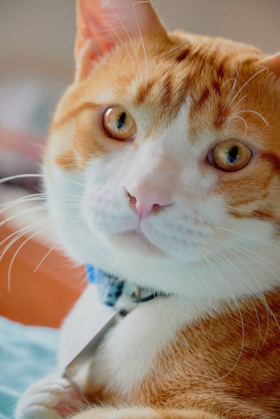          Un bellissimo e adorabile gatto zenzero con gli occhi marrone chiaro guardando la fotocamera                       - Foto, immagini