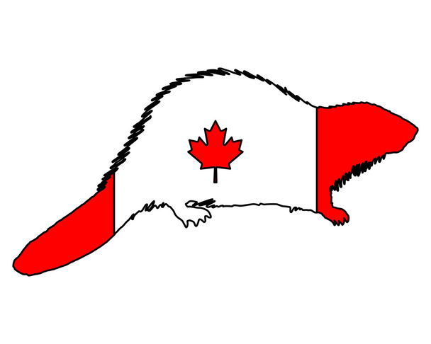 Kanadan majava
 - Valokuva, kuva