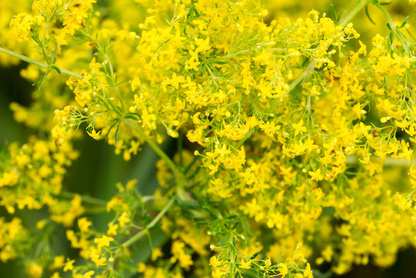 Galium verum (paja de cama de señora paja de cama amarilla) flores amarillas en el prado macro enfoque selectivo
 - Foto, imagen