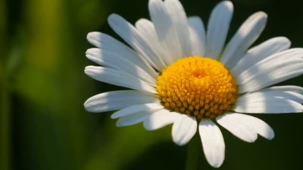 Bellissimo fiore di margherita al sole in un giardino estivo - Filmati, video