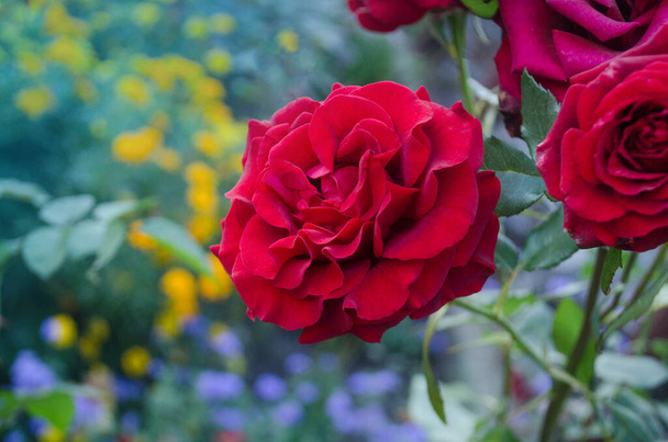 Punainen ruusu kukka tausta. Punaisia ruusuja pensaassa puutarhassa. Punainen ruusunkukka. Punainen ruusu Musta Magic - Valokuva, kuva