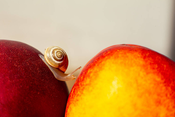 Little snail crawling on ripe red nectarines. - Fotoğraf, Görsel