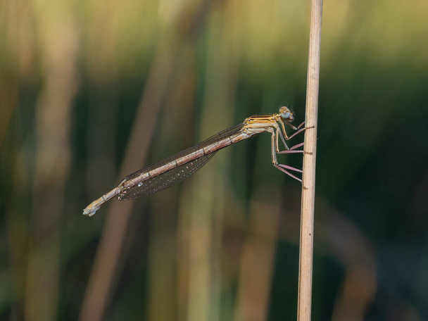 Close-up of white-legged or blue featherleg damselfly female. Platycnemis pennipes female in pale yellow-green coloring with black markings. Blurred background. - Photo, Image