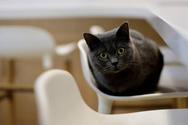 fechar um britânico shorthair azul gato deitado na cadeira branca, olhando para a câmera. Plano de fundo
 - Foto, Imagem
