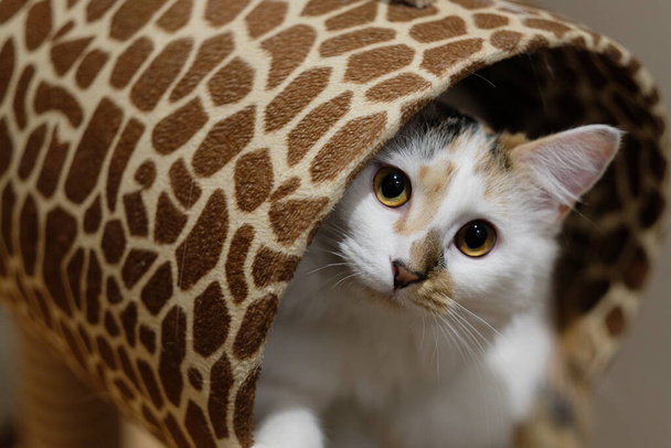fermer une tête de chat blanc mignon hors d'une maison d'arbre de chat d'impression léopard, en regardant la caméra. fond flou  - Photo, image