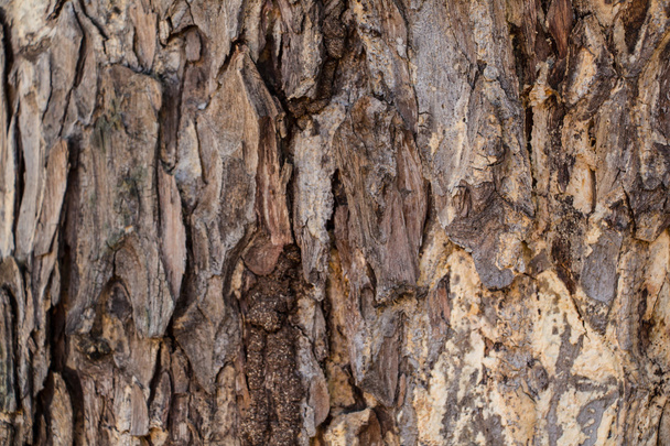 Back tree texture - 写真・画像
