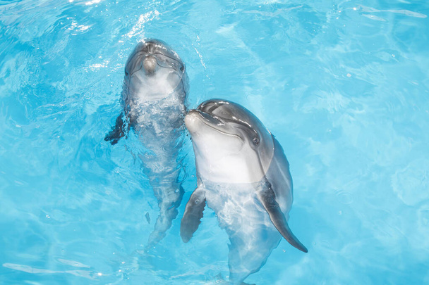 pohled na pěkné láhev nos delfíni plavání v modré křišťálové vodě - Fotografie, Obrázek