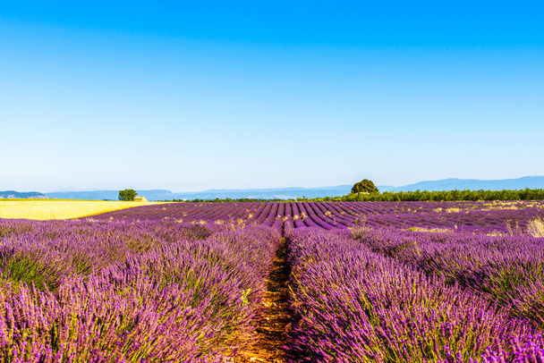 Lavender field in Valensole in Provence, France - Photo, Image