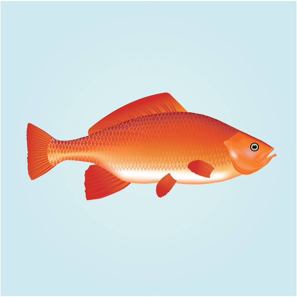 A fish flat icon, vector illustration. - Vektör, Görsel