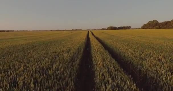 korkealta ampuminen, kypsä vehnäpelto, lentäminen pellon yli valmiina sadonkorjuuseen, vehnä auringonlaskun aikaan - Materiaali, video