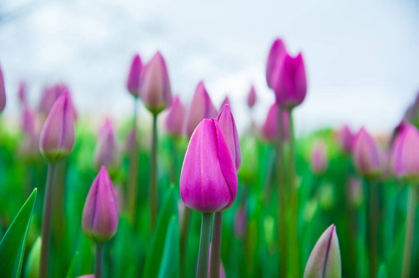 Spring scene of tulip field. Agribusiness greenhouse seedling spring. - Fotoğraf, Görsel
