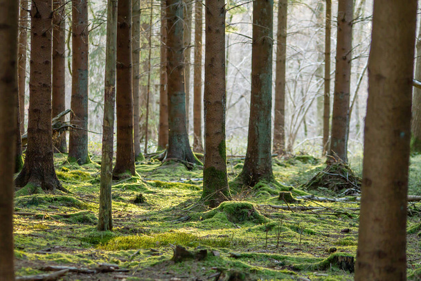 Fresh green moss carpet in the forest  - Foto, imagen