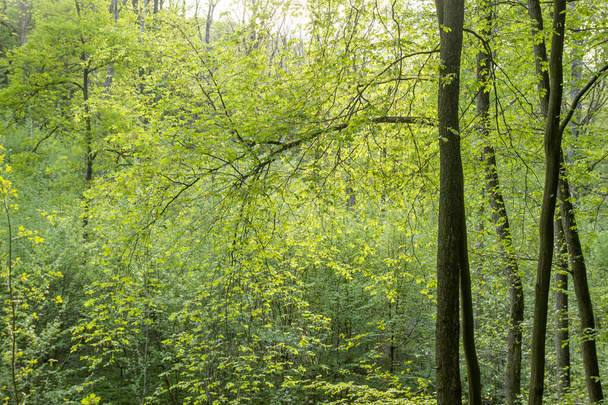 Springtime landscape in deciduous mixed woodland with different shades of green  - Φωτογραφία, εικόνα