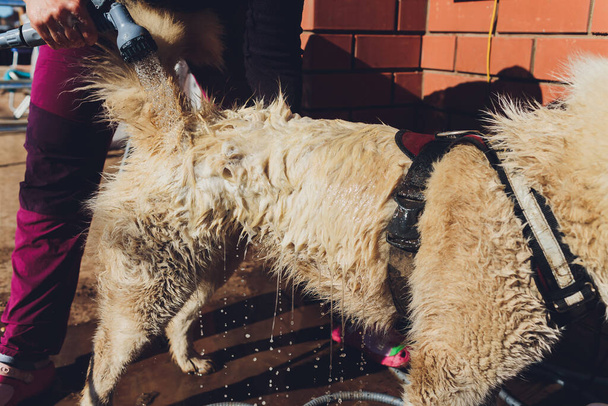 the dog washes under a shower, selective focus. - Foto, afbeelding