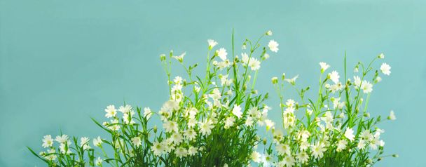 Białe dzikie kwiaty na niebieskim tle. Letni Dzień Równonocy lub Przesilenie. Kreatywna przestrzeń do kopiowania pozytywnego nastroju. - Zdjęcie, obraz