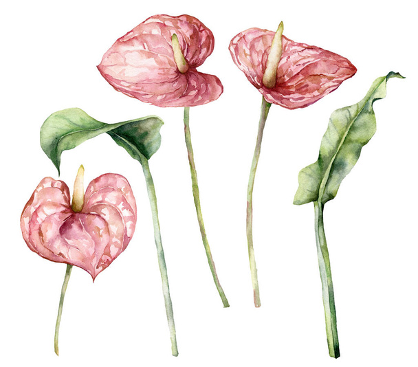 Watercolor tropic set with anthurium and leaves. Hand painted flowers and stems isolated on white background. Botanical floral illustration for design, print, fabric or background. - Photo, Image