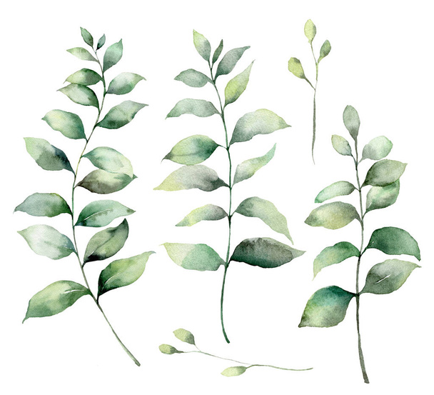 Ensemble de branches d'eucalyptus aquarelle. Des branches épaisses d'eucalyptus peintes à la main et des feuilles isolées sur fond blanc. Illustration de fleurs pour la conception, l'impression, le tissu ou le fond. Set botanique. - Photo, image