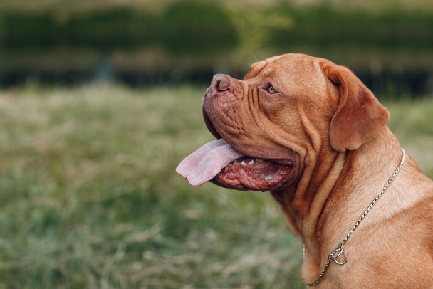 Portré Dogue de Bordeaux. Fajtatiszta francia Mastiff kutya. - Fotó, kép