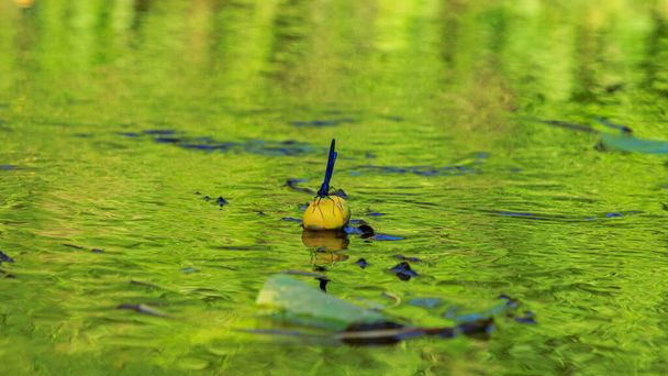 Dragonflys bleus assis sur un nénuphar jaune, des plantes de fleurs de rivière et des punaises d'eau - Photo, image