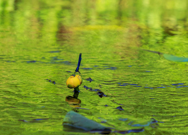 Μπλε λιβελούλες που κάθονται σε κίτρινο νερό πασχαλιές, ποτάμια λουλούδι φυτά και έντομα του νερού - Φωτογραφία, εικόνα