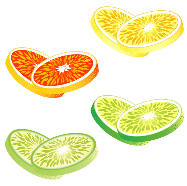 Slices of citrus fruits: Orange, red grapefruit, lemon and lime - Vektor, Bild