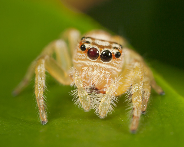 örümcek atlama - Fotoğraf, Görsel