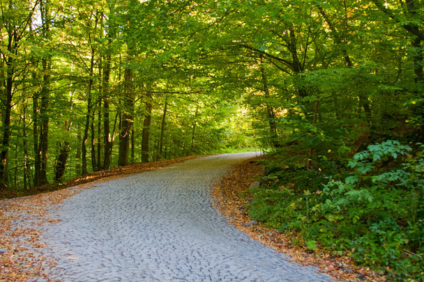 Strada vuota nella foresta estiva o nel parco
 - Foto, immagini