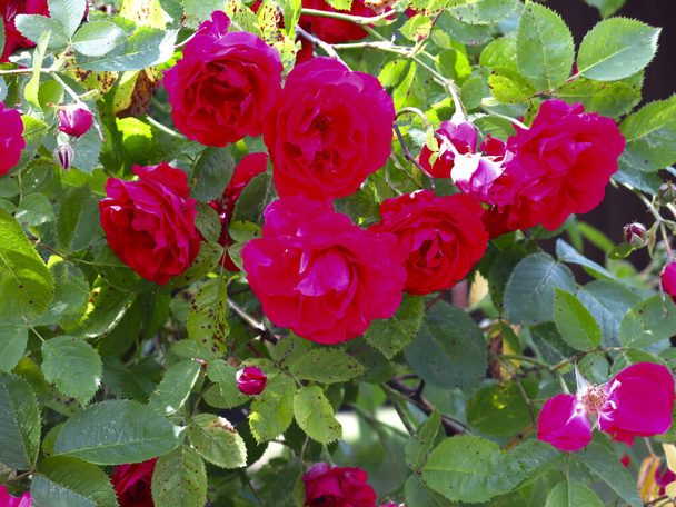 τριανταφυλλιά ανθίζει φωτεινό κόκκινα λουλούδια στο Bush το καλοκαίρι - Φωτογραφία, εικόνα