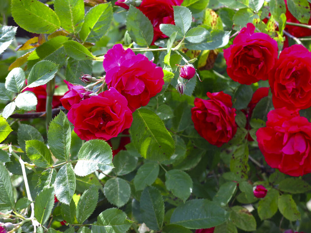Gül kalçası yazın çalılıklarda parlak kırmızı çiçekler açar. - Fotoğraf, Görsel