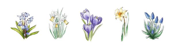 Spring daffodil, crocus, muscari, bluebell flower watercolor image set. Hand drawn collection of beautiful fresh season flowers. Blooming plant elements isolated on white background. - Photo, image