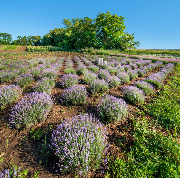 Rijen van lavendelstruiken in een tuin, boven - Foto, afbeelding