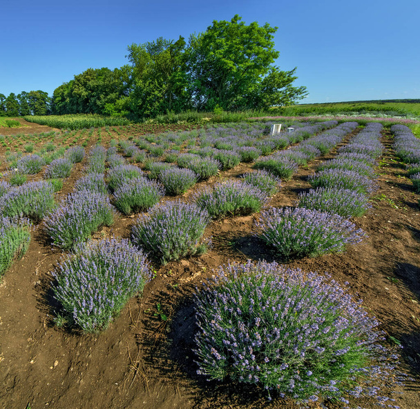Rows of lavender bushes in a garden, top view - Fotoğraf, Görsel