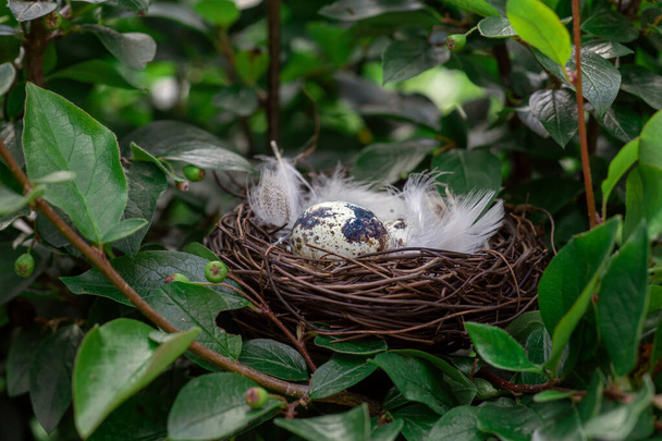 bird's nest with eggs in the branches of a tree, - Foto, Imagem