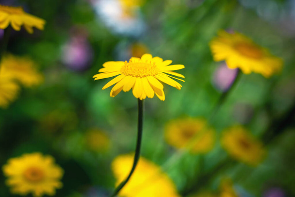 Cota βάμμα toria λουλούδι σε ένα θολό φόντο, απαλή εστίαση. - Φωτογραφία, εικόνα