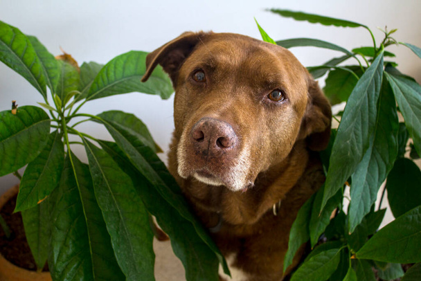 Portrét roztomilého staršího psa skrývajícího se v listech avokáda. Bílé pozadí.Velké hnědé smíšené Labrador pes zblízka fotografie. Koncept péče o zvířata.  - Fotografie, Obrázek
