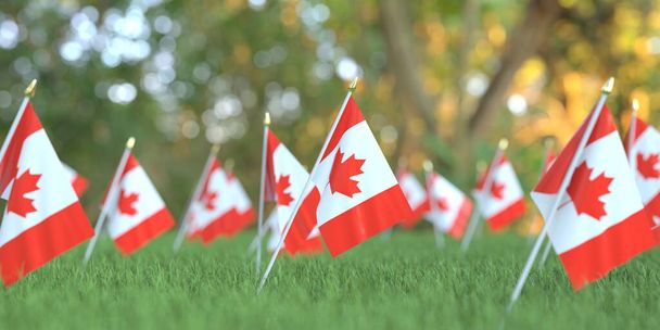 Flags of Canada in the grass. National holiday related 3D rendering - Foto, Imagen