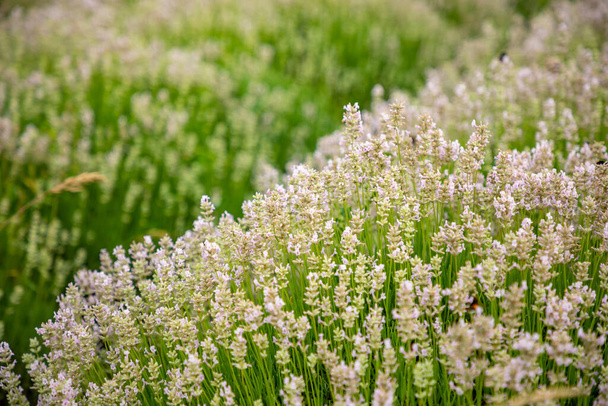 Flores de lavanda que florecen campos perfumados como fondo de la naturaleza en la República Checa
 - Foto, imagen