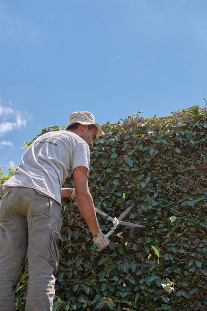 Man pruning a green wall with hand scissors. Ornamental pruning of Ficus repens - Photo, Image