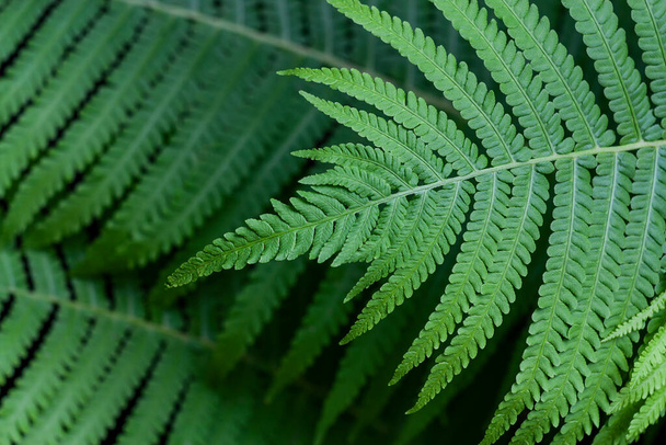 Fern leaves close-up top view - Foto, afbeelding