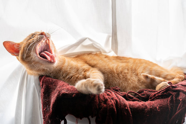 un chat brun tabby couché sur une couverture rouge bâille au réveil - Photo, image