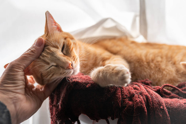 人間の手が赤い毛布の上に寝そべっている茶色のタビー猫の頭を - 写真・画像