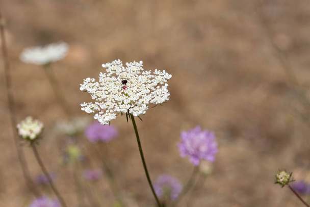 Villiporkkanan kukka. Daucus carota. Sateenvarjo kukinto valkoisia kukkia - Valokuva, kuva