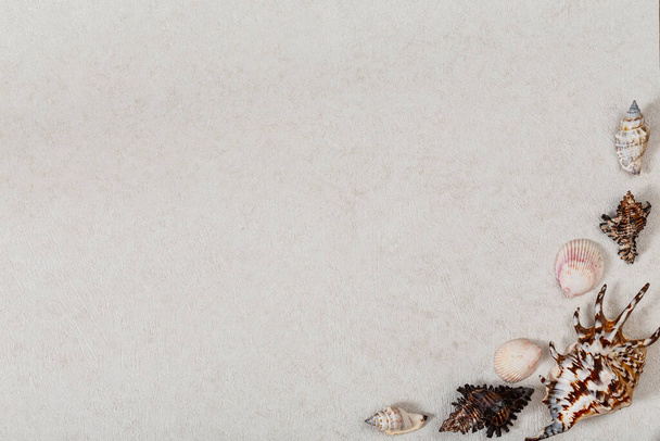 Seashells on light grey stone surface. Copy space. Space for text. Rough  background. - Foto, Imagem