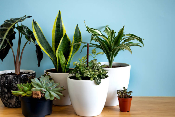 Indoor home garden plants. Collection various flowers - Snake plant, succulents, Ficus Pumila, lyrata, Hedera helix, Alocasia sanderiana. Stylish botany composition of home interior blue background - Photo, image