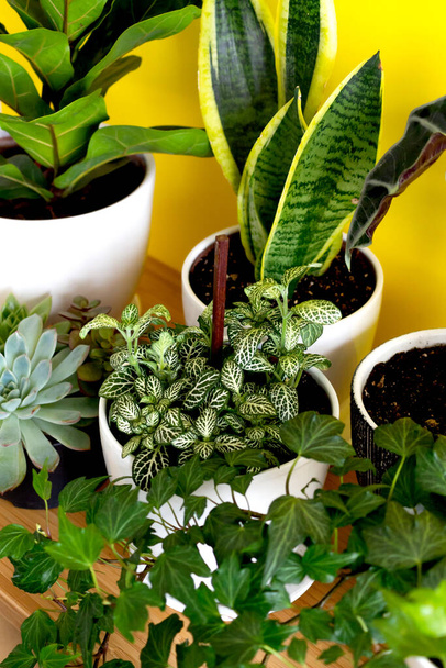 Indoor home garden plants. Collection various flowers - Snake plant, succulents, Ficus Pumila, lyrata, Hedera helix, Alocasia sanderiana. Stylish botany composition of home interior yellow background - Zdjęcie, obraz