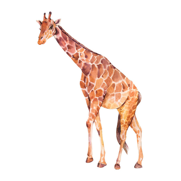 Жираф акварельна ілюстрація ізольована на білому тлі. Джунглі тварини
. - Фото, зображення