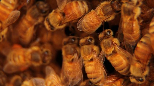 hunajakennon parissa työskentelevien mehiläisten lähikuva - Valokuva, kuva