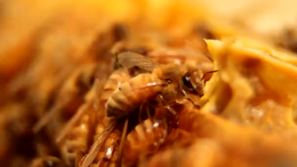 gros plan des abeilles ouvrières travaillant sur nid d'abeille - Séquence, vidéo